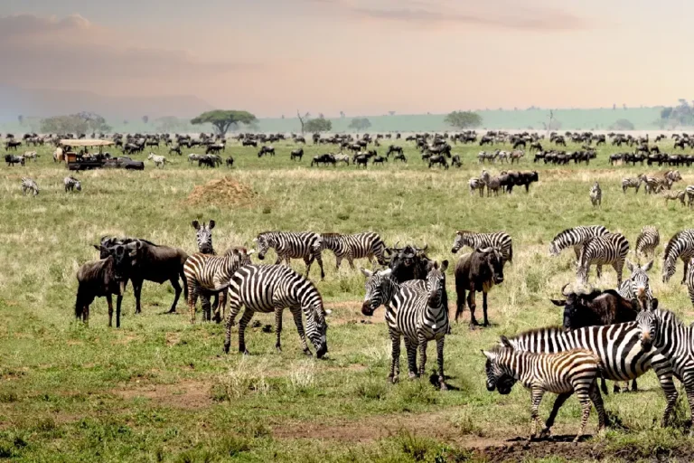 serengeti-national-park-2