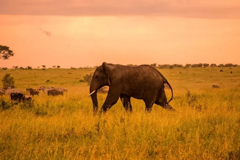 serengeti-national-park-5