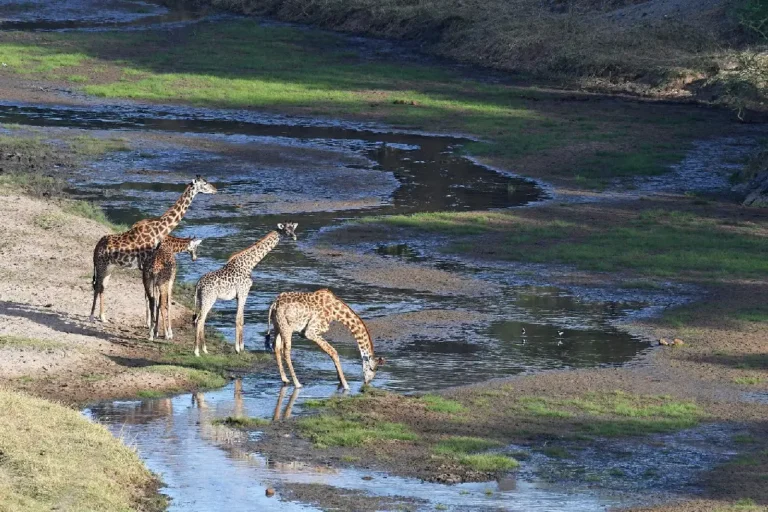 tarangire-national-park-1