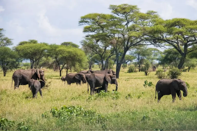 tarangire-national-park-3