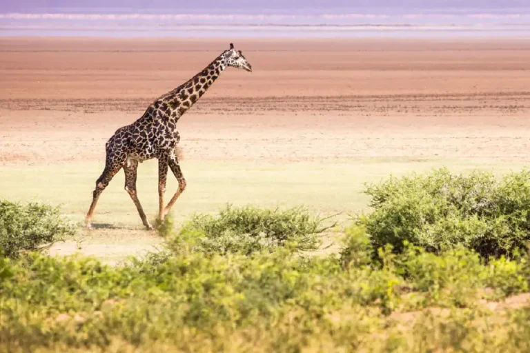 tarangire-national-park-4
