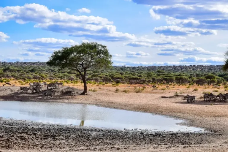 tarangire-national-park-5