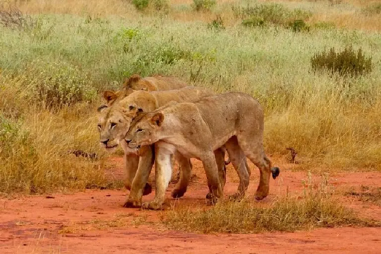 tsavo-east-national-park-4