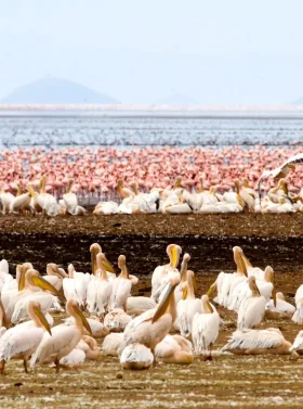 10-days-masai-mara-nakuru-amboseli-l-manyara-serengeti-ngorongoro-banner