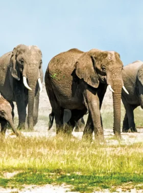 11-days-10-nights-kenya-and-tanzania-mid-range-private-safari-banner
