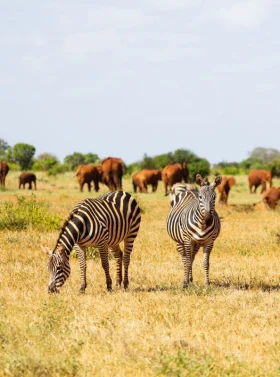 12-days-kenya-bush-beach-holiday-safari