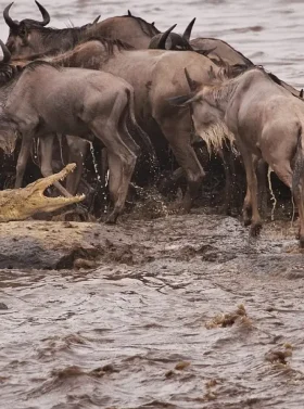 3-days-2-nights-masai-mara-banner