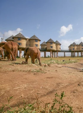 3-days-2-nights-tsavo-safari-from-nairobi
