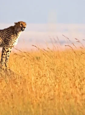 4-days-lake-nakuru-masai-mara-national-park-banner
