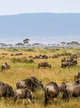 4-days-masai-mara-l-nakuru-camping-banner