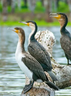 5-days-lake-naivasha-lake-nakuru-masai-mara-private-safari-banner