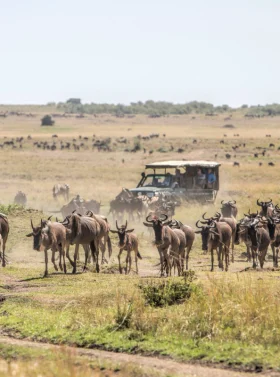 5-days-masai-mara-lake-nakuru-lake-naivasha