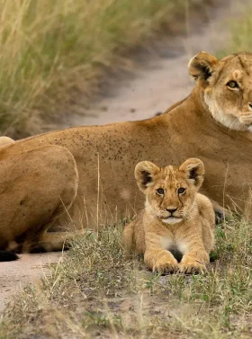 6-days-kenya-tanzania-tour-masai-mara-serengeti-ngorongoro-banner