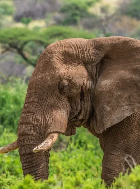 6-days-samburu-lake-nakuru-masai-mara-banner