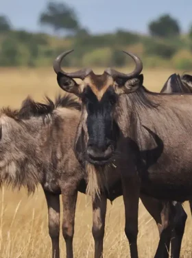 6-days-tanzania-wildebeest-migration-safari-banner