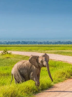 7-days-6-nights-safari-to-masai-mara-lake-nakuru-lake-naivasha-and-amboseli-joining-safari-banner